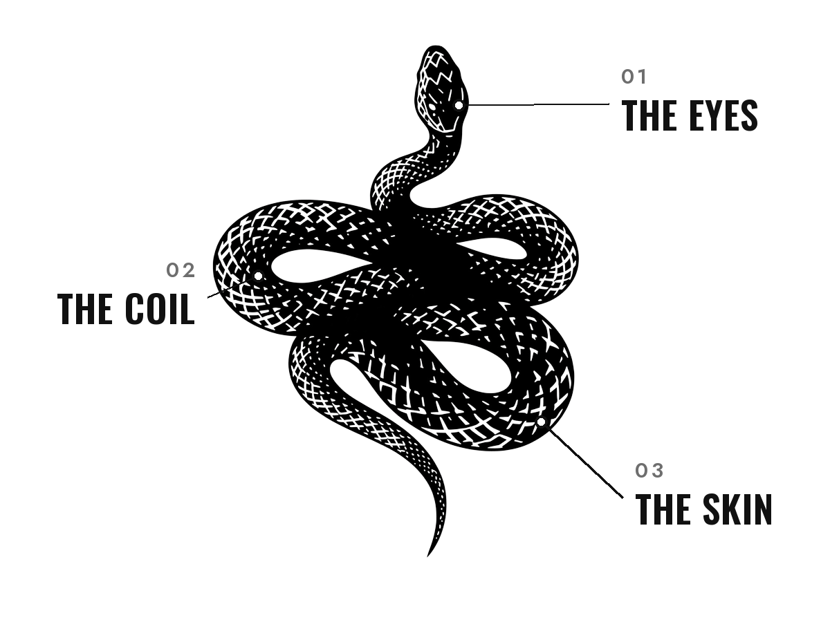 Our snake logo with three labels: 01 The Eyes, 02 The Coil, 03 The Skin